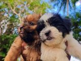 Shih Tzu Puppies