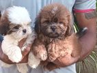 Shih Tzu Puppies