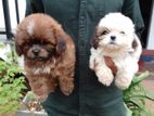 Shih Tzu Puppies