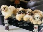 Shih Tzu Puppies