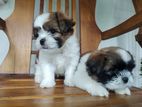 Shihtzu Puppies