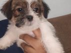 Shih Tzu Puppies