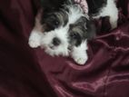 Shih Tzu Puppies