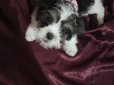 Shih Tzu Puppies