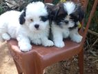 Shih Tzu Puppies