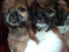 Shih Tzu Puppies