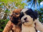 Shih Tzu Puppies