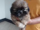 Shih Tzu Puppies