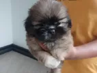 Shih Tzu Puppies