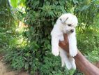 Shih Tzu Puppies