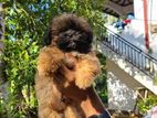Shih Tzu puppies
