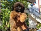 Shih Tzu puppies
