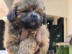 Shih Tzu puppies
