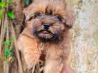 Shih Tzu Dog