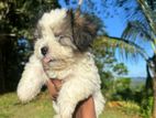 Shih Tzu Puppies