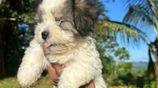 Shih Tzu Puppies