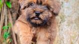 Shih Tzu Puppies