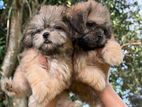 Shih Tzu Puppies