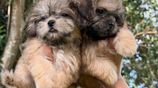 Shih Tzu Puppies