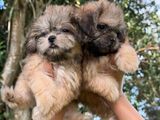 Shih Tzu Puppies