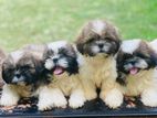 Shih Tzu Puppies