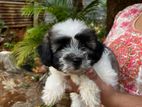 Shih Tzu Puppies