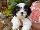 Shih Tzu Puppies