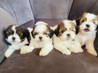 Shih Tzu Puppies