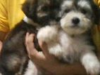 Shih Tzu Puppies