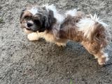 Shih Tzu Puppies f