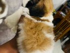 Shih Tzu Puppies