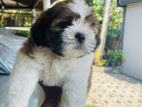 Shih Tzu Puppies