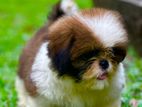 Shih Tzu Puppies (kasl)