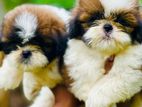 Shih Tzu Puppies (KASL)