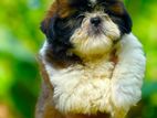 Shih Tzu Puppies (KASL)