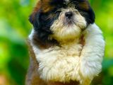 Shih Tzu Puppies (KASL)