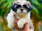 Shih Tzu Puppies( Kasl)