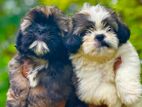 Shih Tzu Puppies( Kasl)