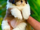 Shih Tzu Puppies (kasl Rej)