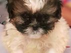 Shih Tzu Puppies