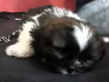 Shih Tzu Puppies