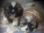 Shih Tzu Puppies