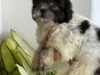 Shih Tzu Puppies