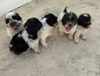 Shih Tzu Puppies for Kind Home