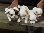Shih Tzu Puppies Male and Female