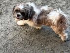 Shih Tzu Puppies