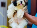 Shih Tzu Puppies (Male)