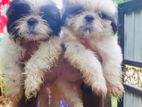 Shih Tzu Puppies