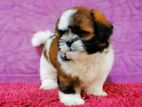 Shih Tzu Puppies Pure Breed Male Female