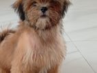 Shih Tzu Puppies red-gold